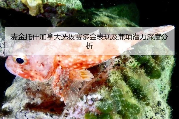 麦金托什加拿大选拔赛多金表现及兼项潜力深度分析